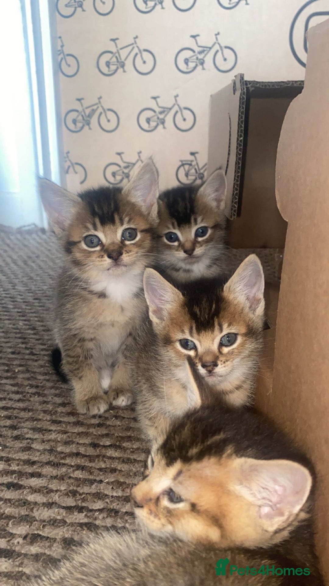 Somali cats for sale: Somali cross kittens available - Image 2