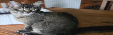 Maine Coon Kitten 4