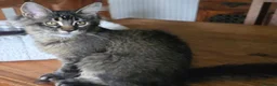 Maine Coon cats for sale: Big Strong Maine Coon Kittens - Advert 28
