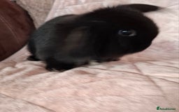 Mini Lop rabbits for sale: Mini lops  - Image 3
