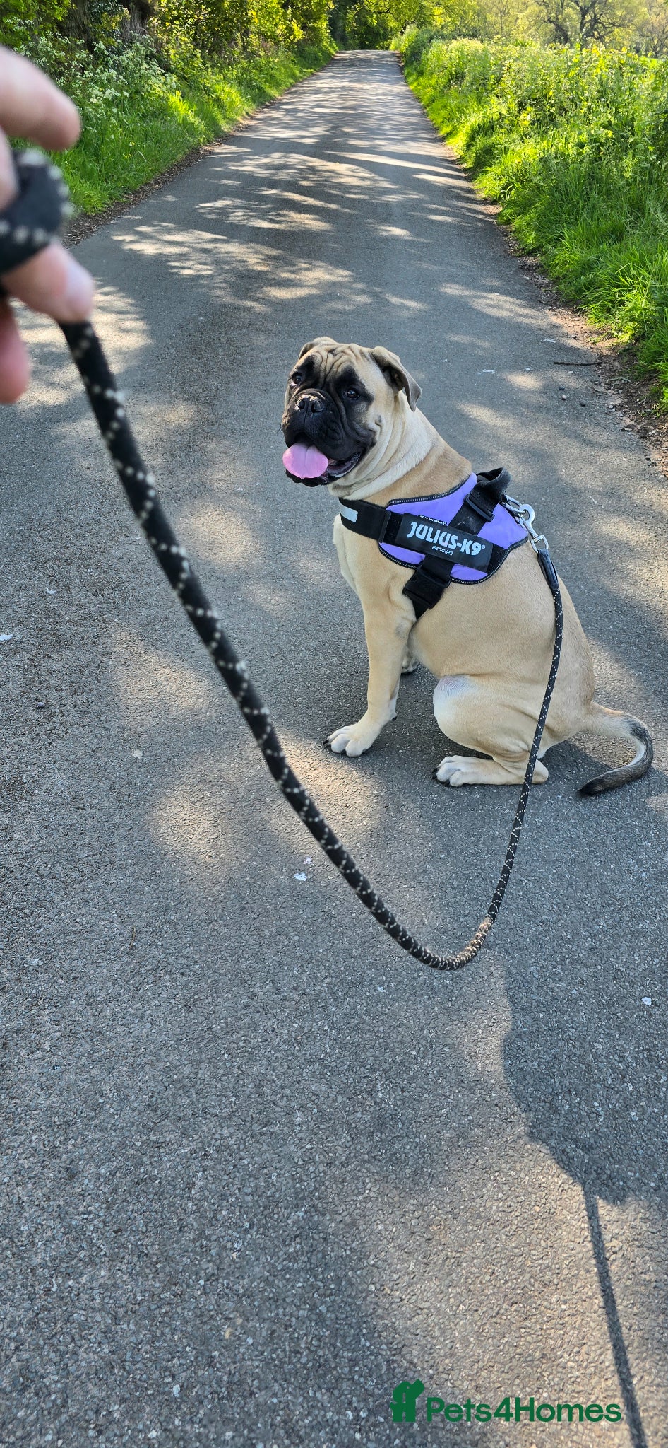 Bullmastiff dogs Bullmastiff female - Advert 1
