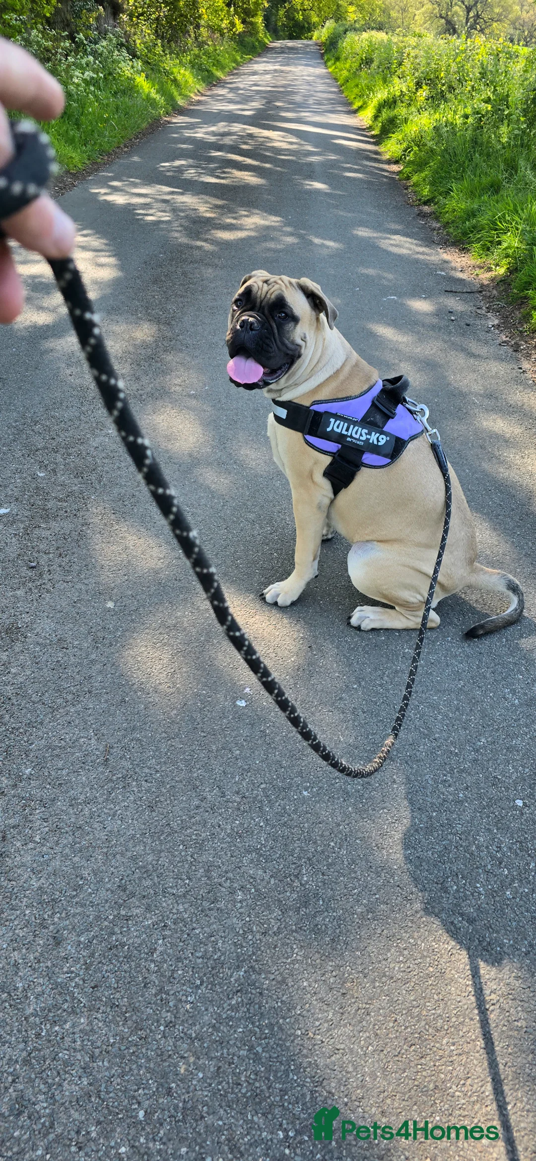 Bullmastiff dogs for sale: Bullmastiff female - Advert 1