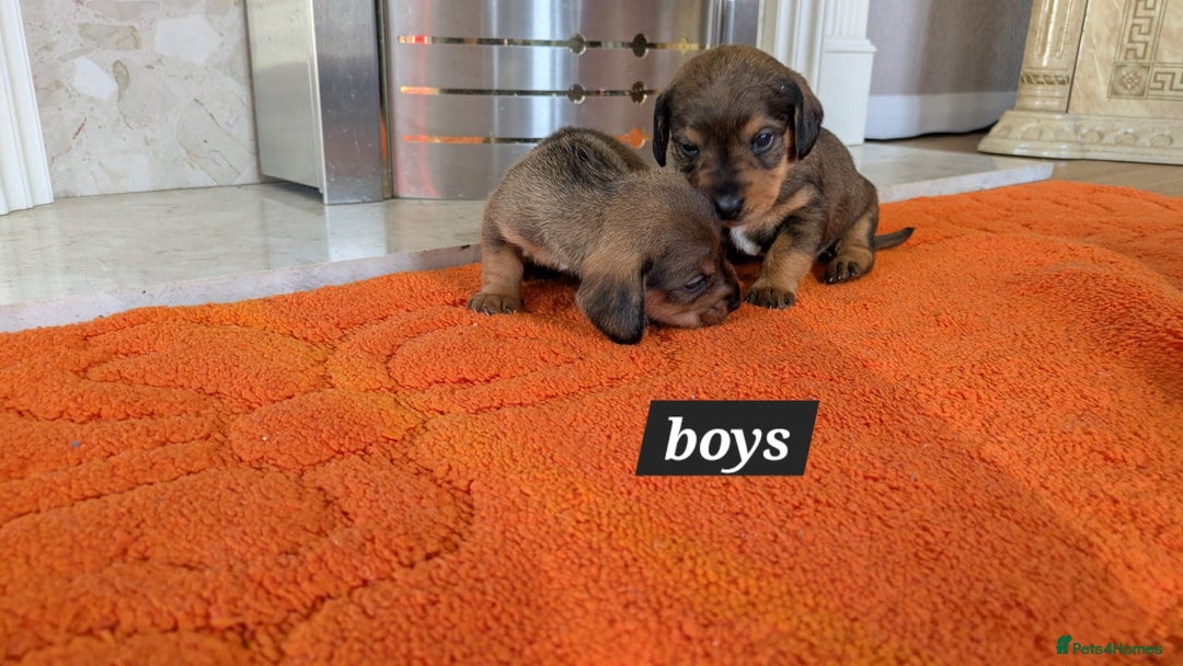 Mixed Breed dogs for sale: 3/4Dachshund X 1/4Jack  - Image 29