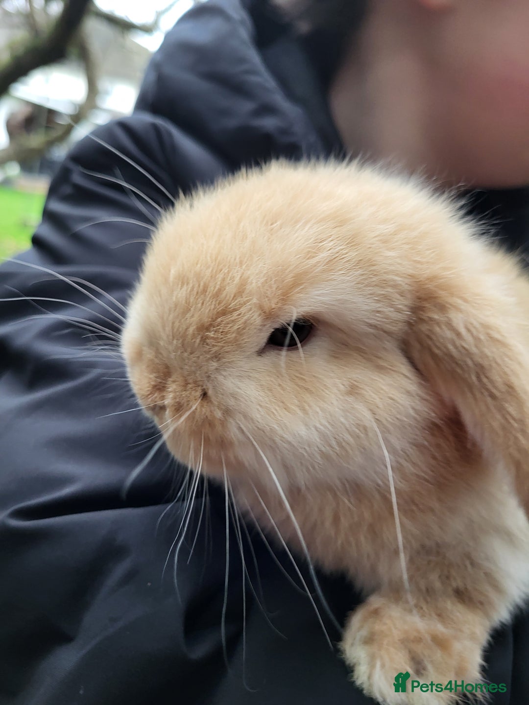 Mini Lop rabbits for sale: Blonde Mini Lop Bunnie very tame ready to leave  - Advert 5