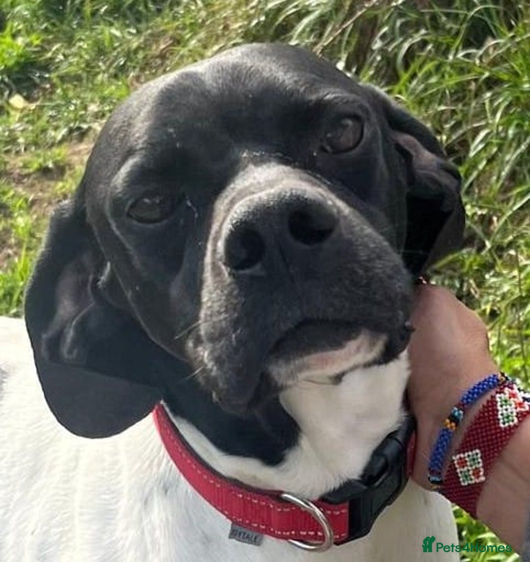 Pointer dogs for adoption: Pointer, Duke  - Advert 5