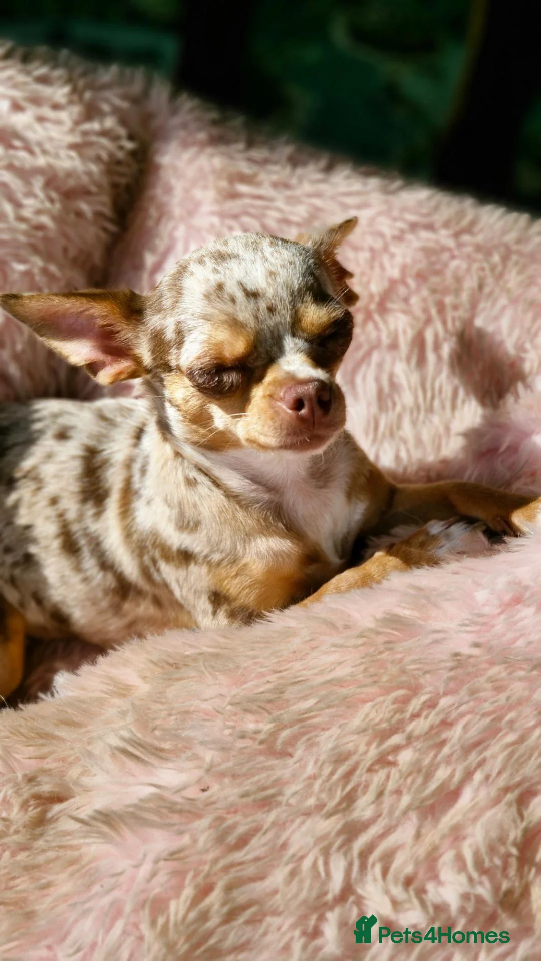 Chihuahua dogs for sale: Beautiful Top Quality Tiny Chihuahua Puppies - Advert 2