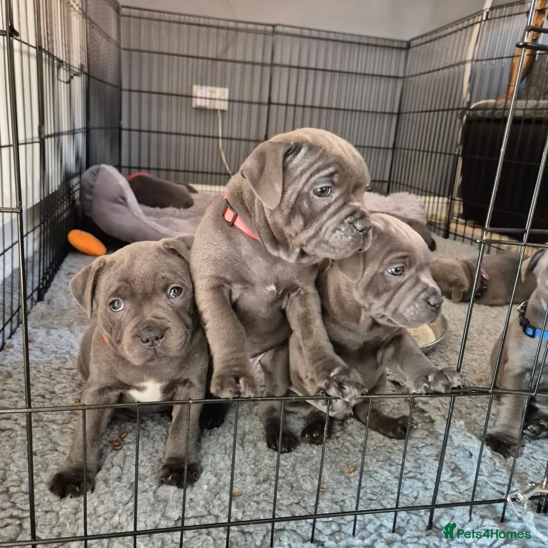 Staffordshire Bull Terrier dogs for sale: Healthy Staffordshire Bull Terrier Puppies – Ready in Woking - Advert 2