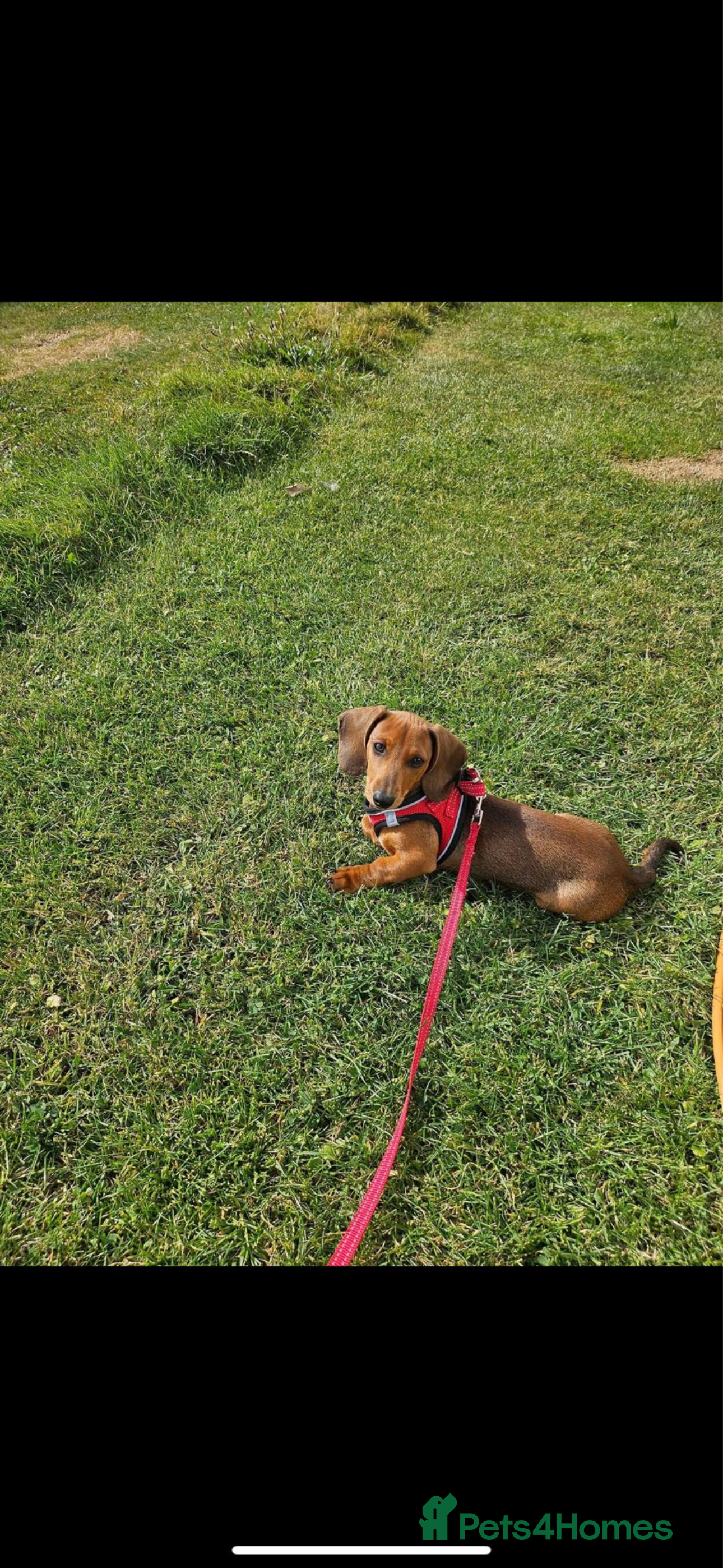 Rolo