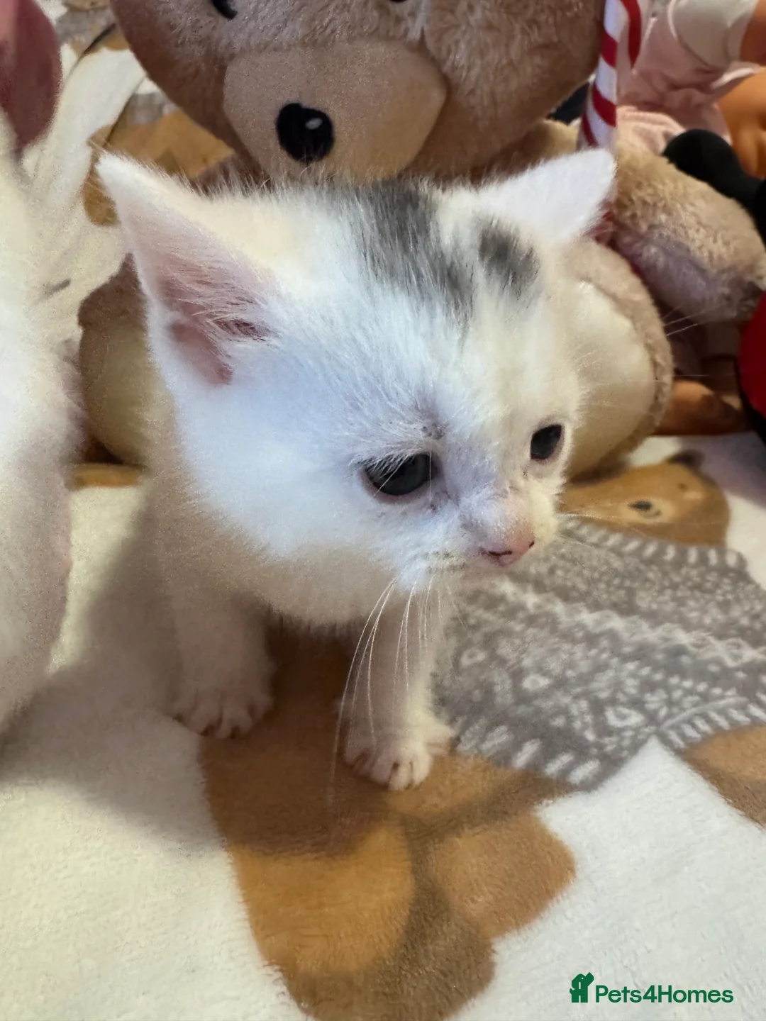 Mixed Breed cats for sale: 1 beautiful female kitten ready to leave!! - Advert 5
