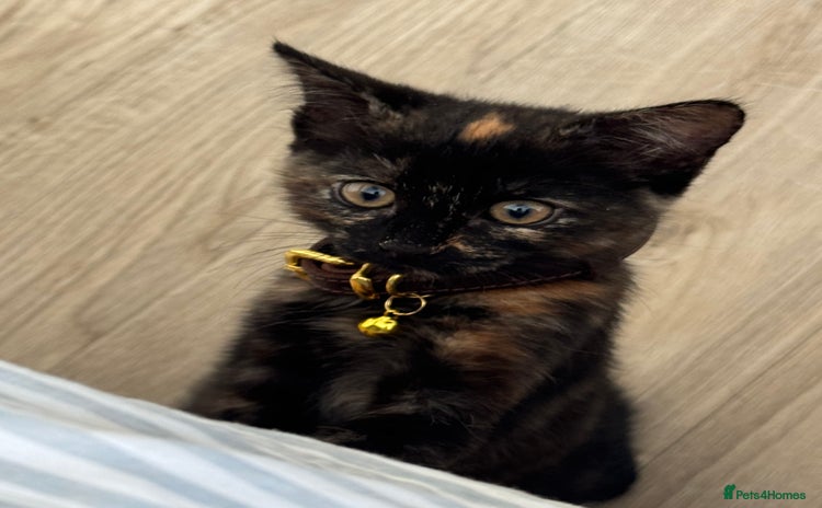 Mixed Breed cats - Advert 6