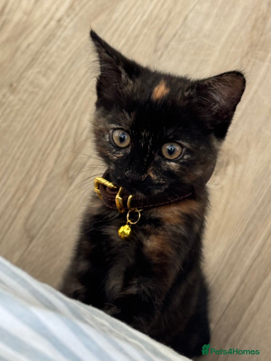 Mixed Breed cats for sale: Tortie Kitten Seeking a Loving Home 🧡 - Image 2