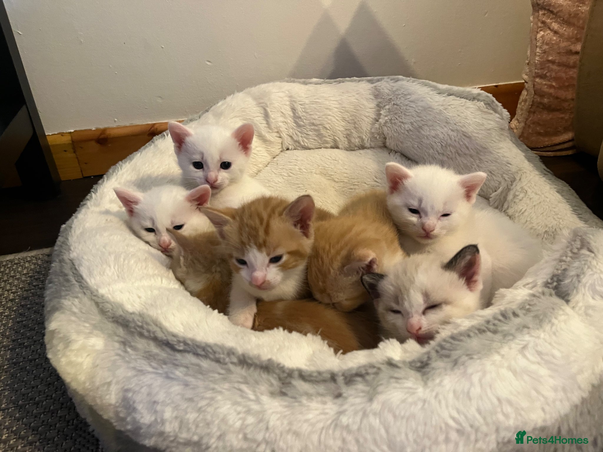 Khao Manee cats White softest/ cutest/luckyest Cat ever seen - Advert 1