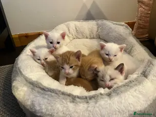 Khao Manee cats White softest/ cutest/luckyest Cat ever seen - Advert 9