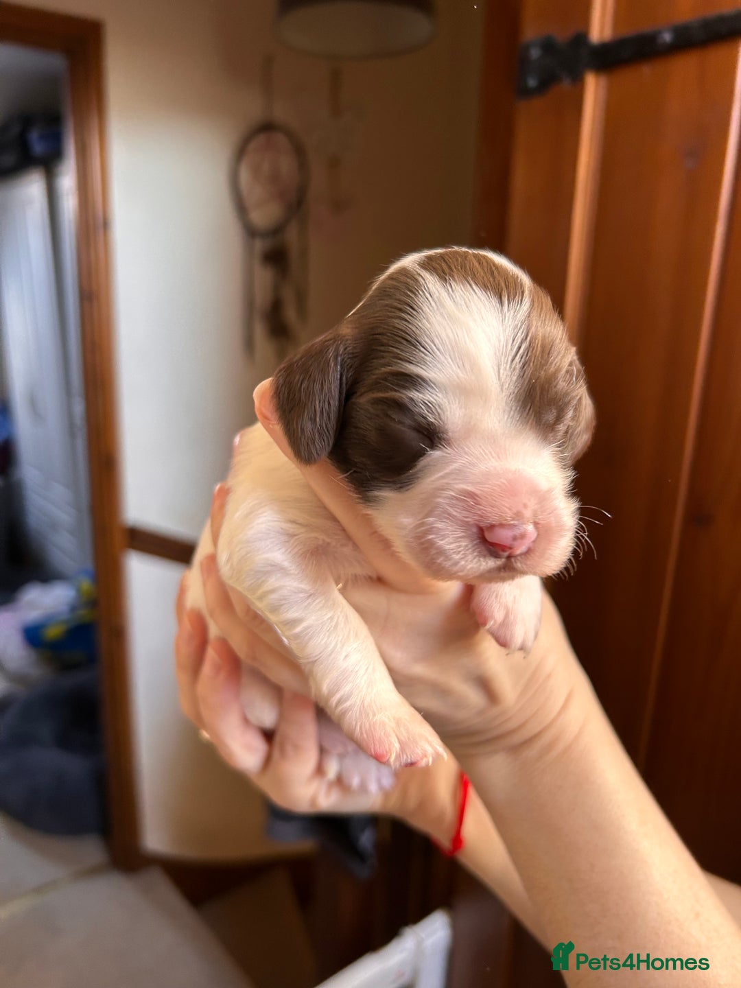 English Springer Spaniel dogs for sale: English springer spaniel puppies  - Advert 8
