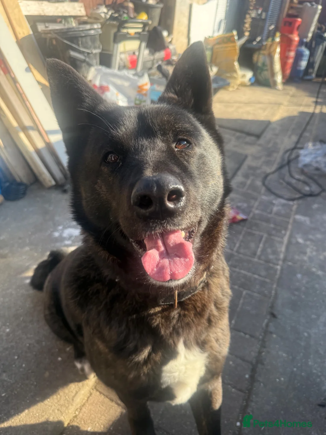 Mixed Breed dogs for sale: america akita cross cane corso puppy’s  - Advert 1