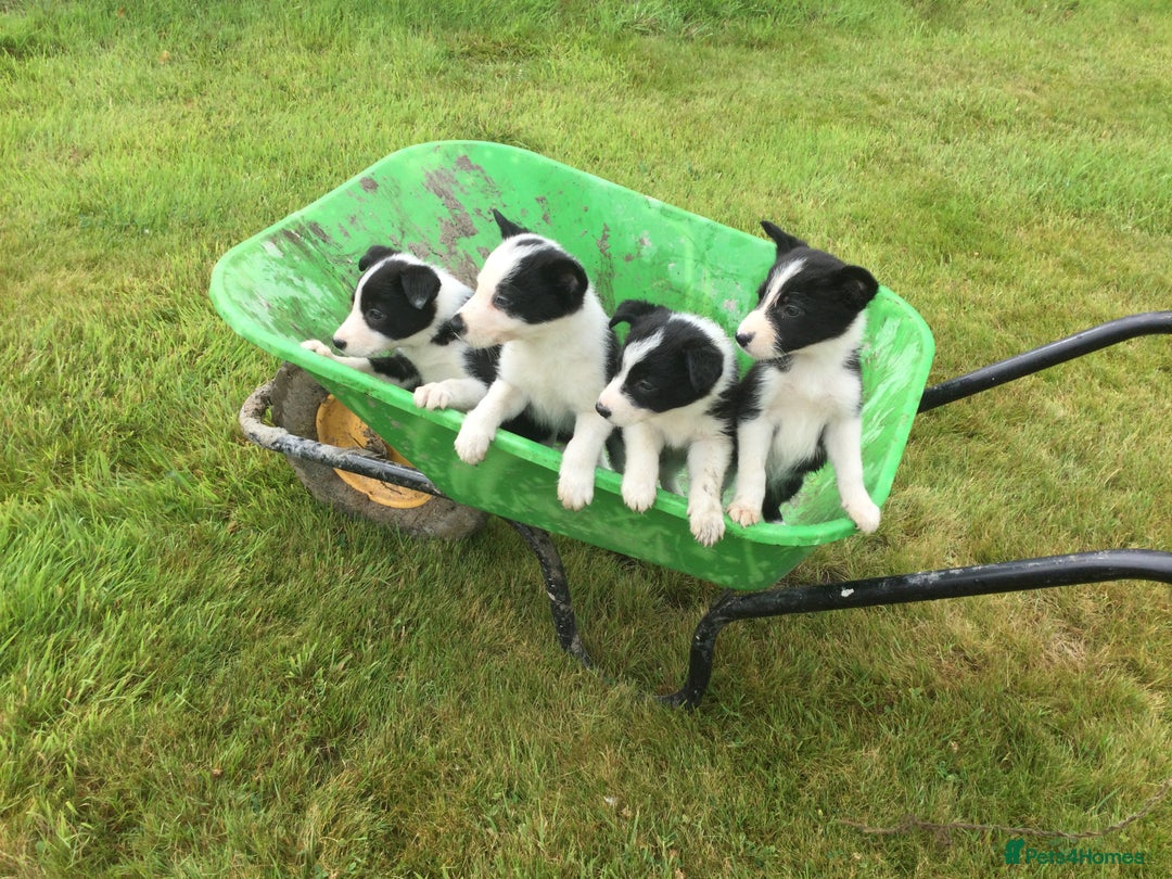 Border Collie dogs for sale: Farm bred border collie pups - Image 2