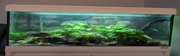 Tetras fish for sale: Well Established Fluval Fish Tank in Runcorn - Advert 19