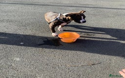 Alapaha Blue Blood Bulldog dogs for sale: Alapaha blue bulldog puppy  - Image 9