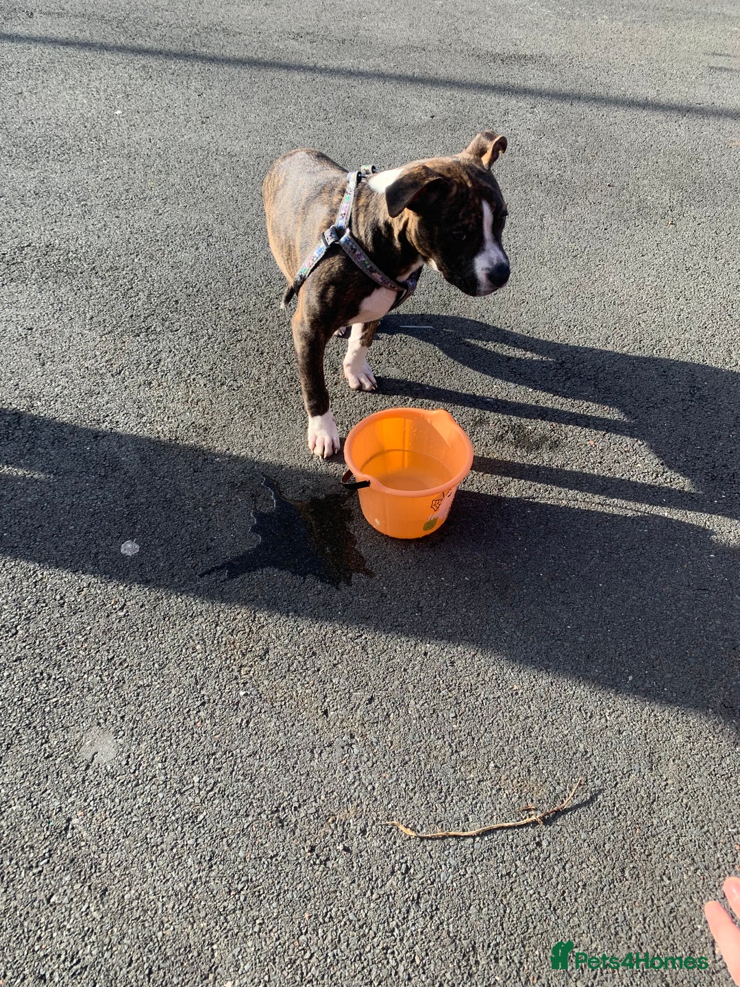 Alapaha Blue Blood Bulldog dogs for sale: Alapaha blue bulldog puppy  - Image 9