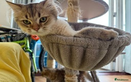 British Longhair cats for sale: British Longhair Kitten for sale  - Image 10