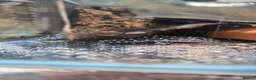 Plecos fish for sale: various freshwater fish  - Advert 8