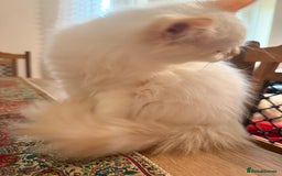 Ragdoll cats for sale: Long-haired Ragdoll Kitten Icy Blue Eyes 💎🐾 - Image 7