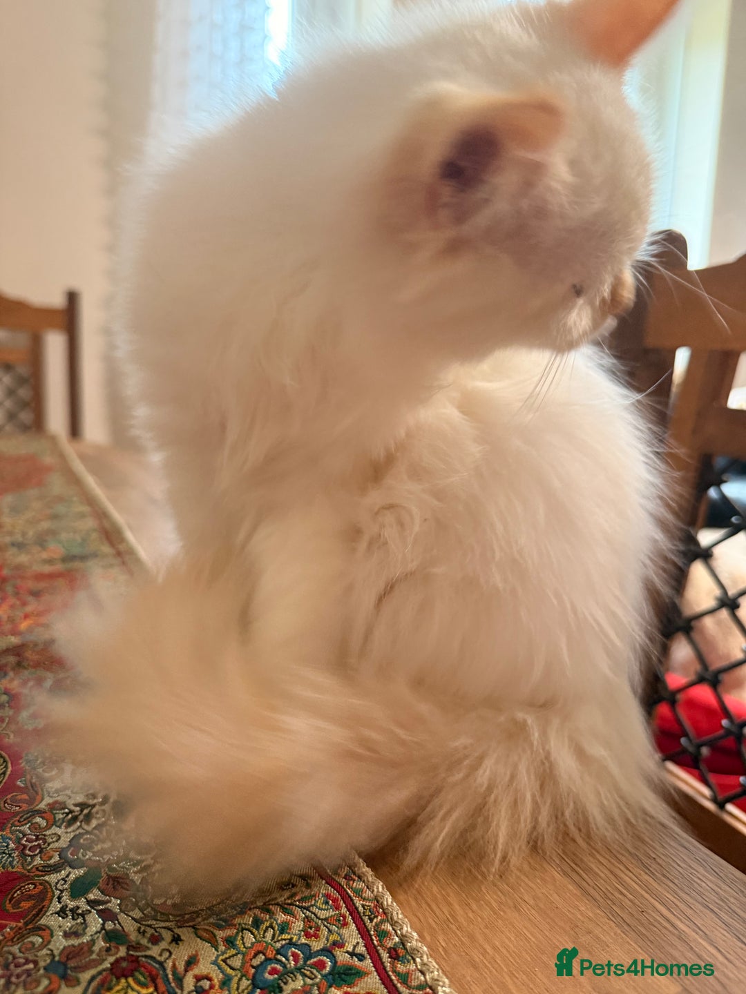 Ragdoll cats for sale: Long-haired Ragdoll Kitten Icy Blue Eyes 💎🐾 - Image 7