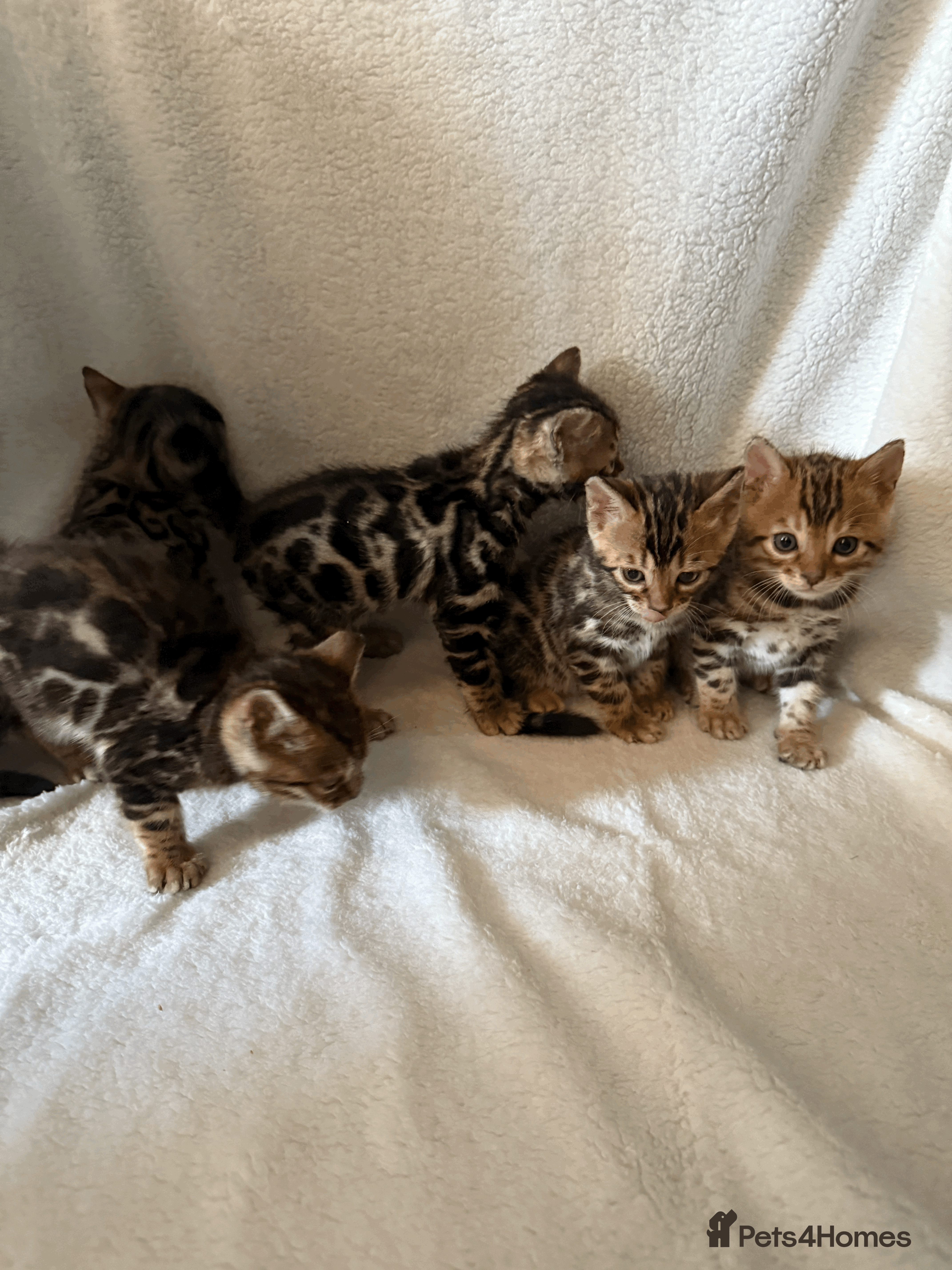 Bengal cats 5 Beautiful Bengal Brown Rosetted Kittens in London - Advert 3