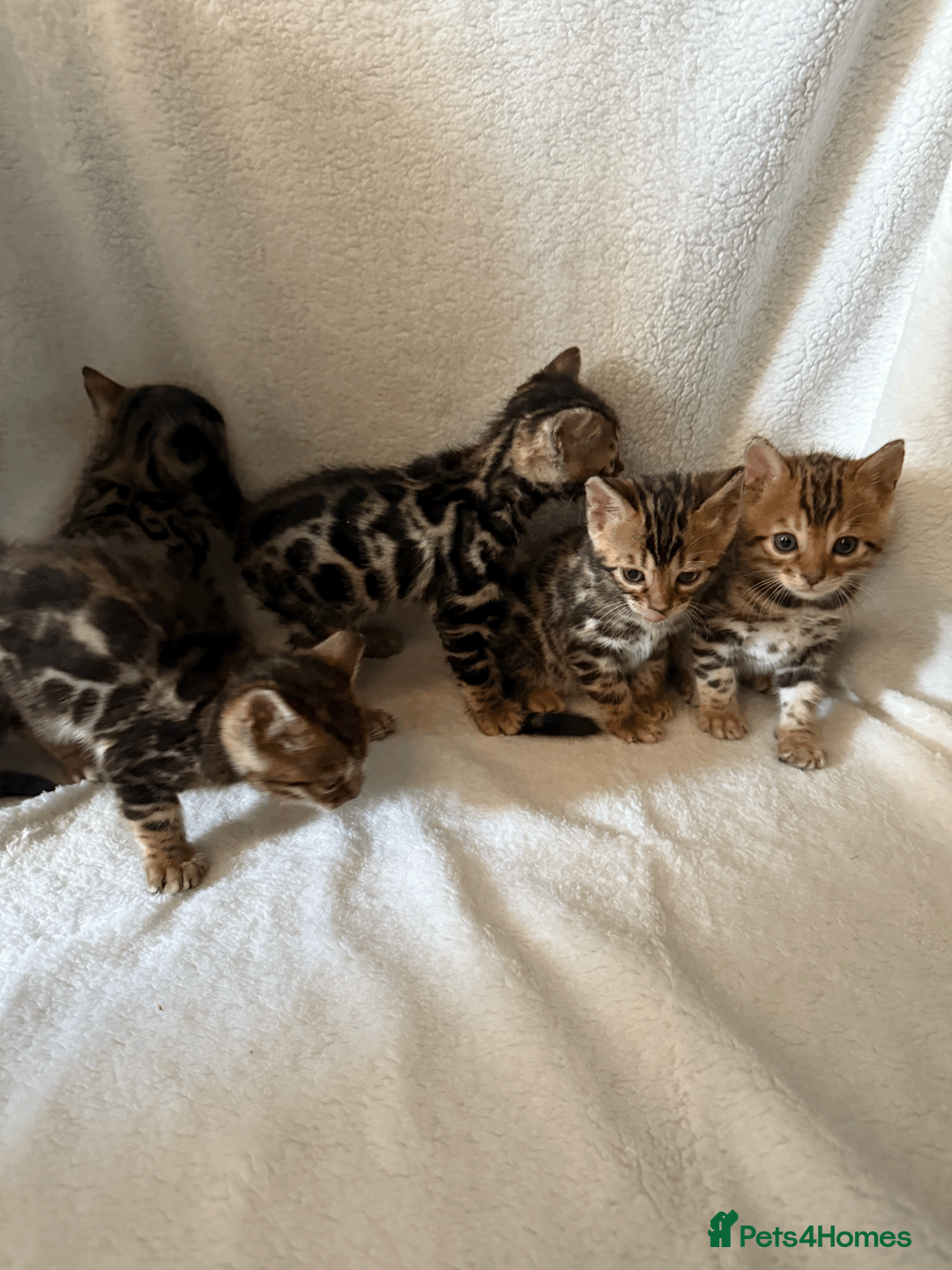 Bengal cats for sale: 5 Beautiful Bengal Brown Rosetted Kittens in London - Advert 1