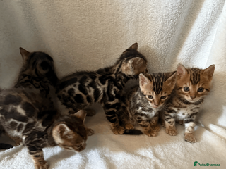 Bengal cats 5 Beautiful Bengal Brown Rosetted Kittens in London - Advert 3