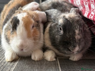Harlequin rabbits 5 RABBITS TO GO TOGETHER ONLY - Advert 1