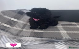 Cockapoo dogs for sale: Beautiful Cockapoo Babies🐶❤️ - Image 5