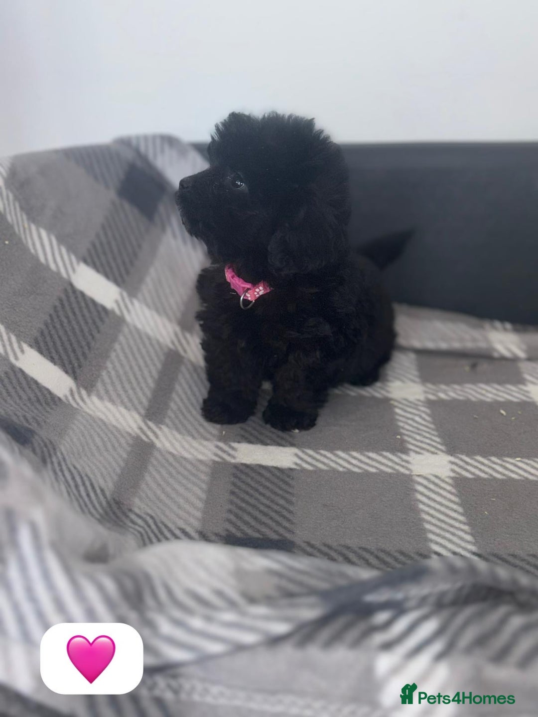 Cockapoo dogs for sale: Beautiful Cockapoo Babies🐶❤️ - Image 5