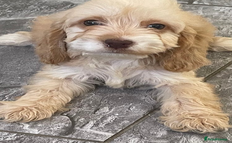 Cockapoo dogs - Advert 2