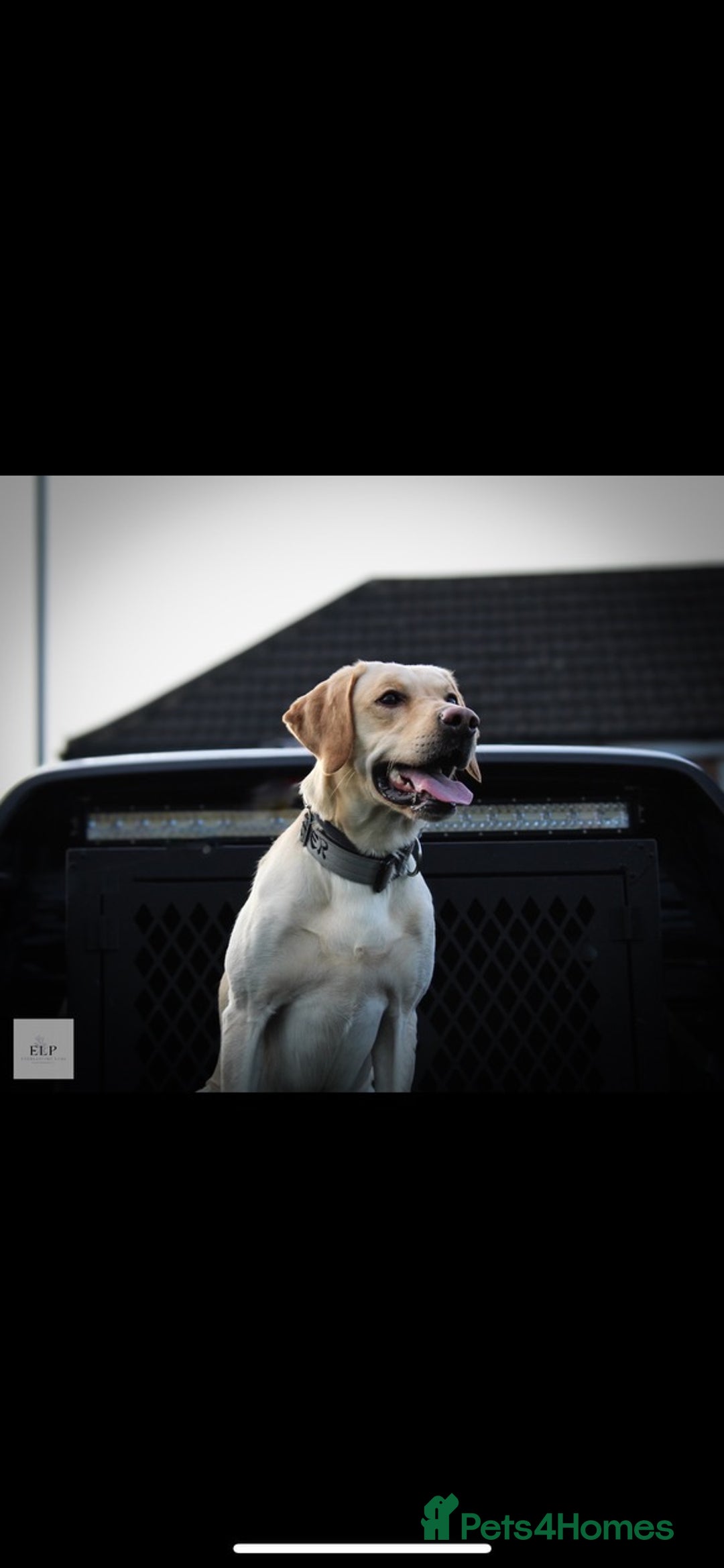 Labrador Retriever dogs for stud: KC Registered Yellow Labrador, Proven Stud  in Coalville - Advert 5