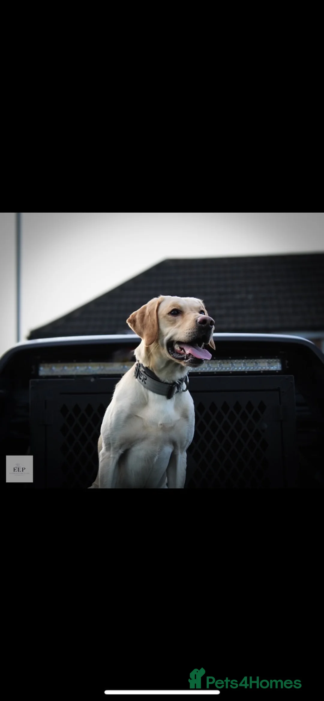 Labrador Retriever dogs for stud: KC Registered Yellow Labrador, Proven Stud  in Coalville - Advert 5