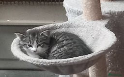 Mixed Breed cats for sale: Rescue kittens two brothers  - Image 3