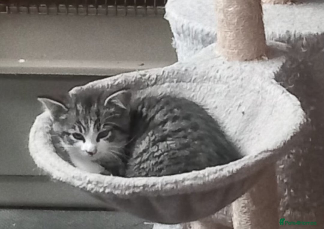 Mixed Breed cats for sale: Rescue kittens two brothers  - Image 3