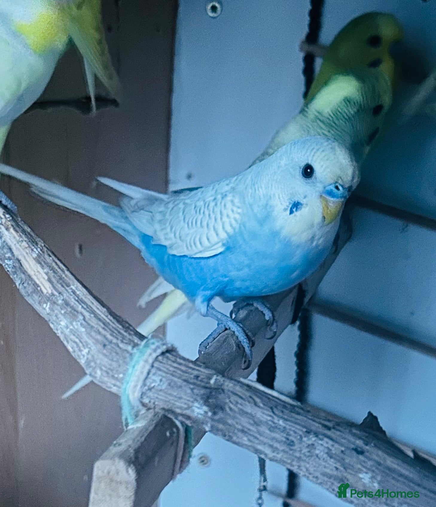 Budgerigars birds Lovely male budgies  - Advert 2