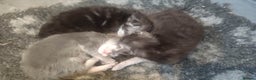 Maine Coon cats for sale: Tica Reg and fully health tested - Advert 13