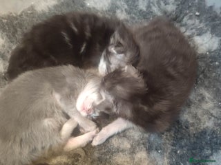 Maine Coon cats Stunning Blue and Black, Tica Reg + health tested - Advert 6
