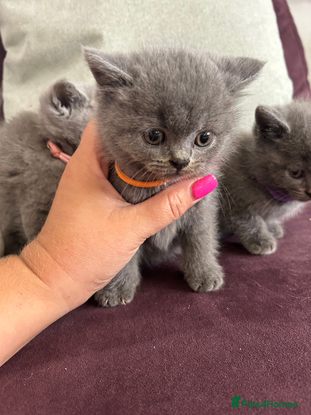 British Shorthair cats for sale: pedigree GCCF kittens available in 2 weeks time! - Image 13