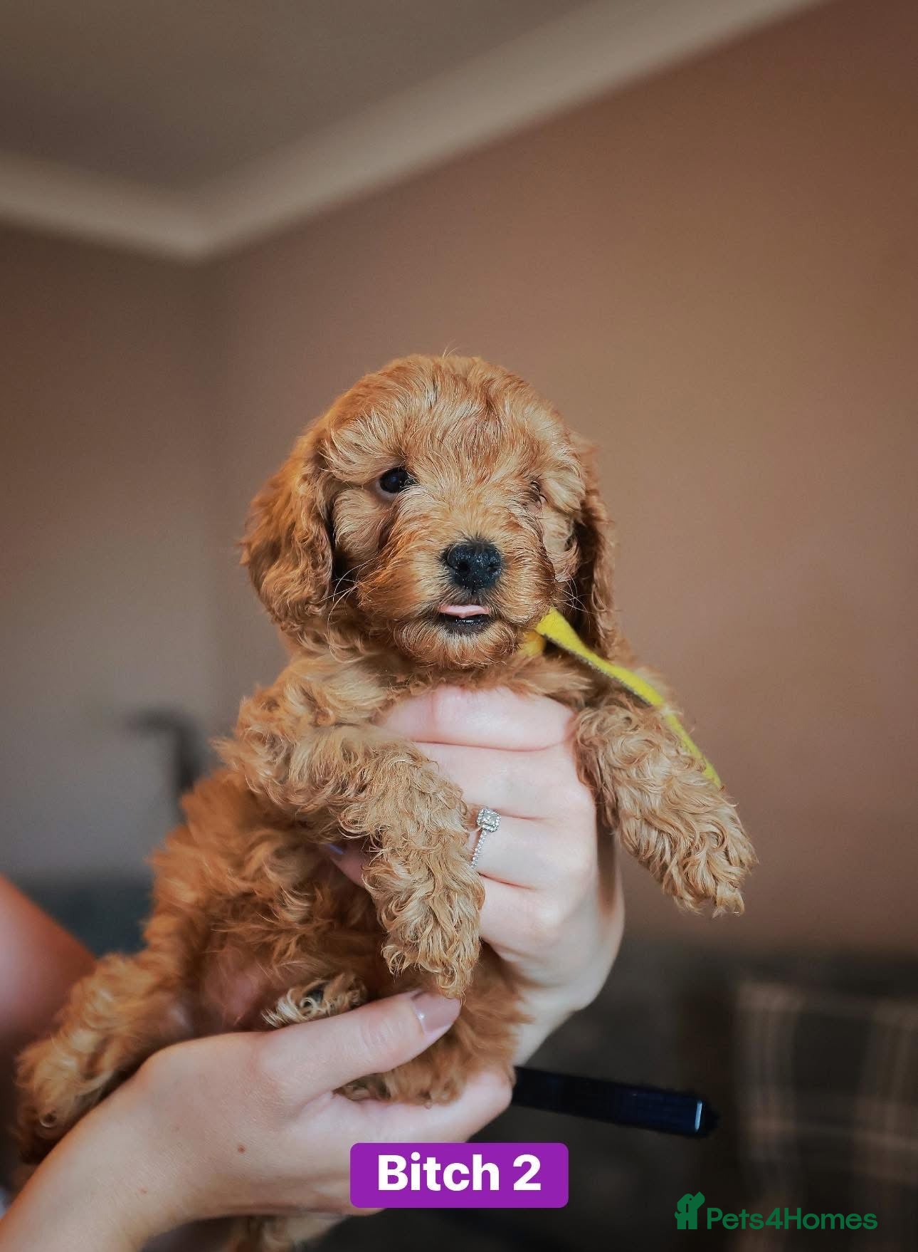 Cockapoo dogs for sale: F1B Toy Cockapoos for sale in Alexandria - Advert 6