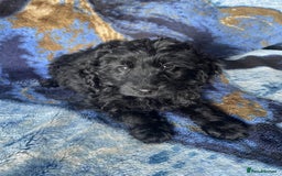Labradoodle dogs for sale: miniature labradoodle puppies - Image 7