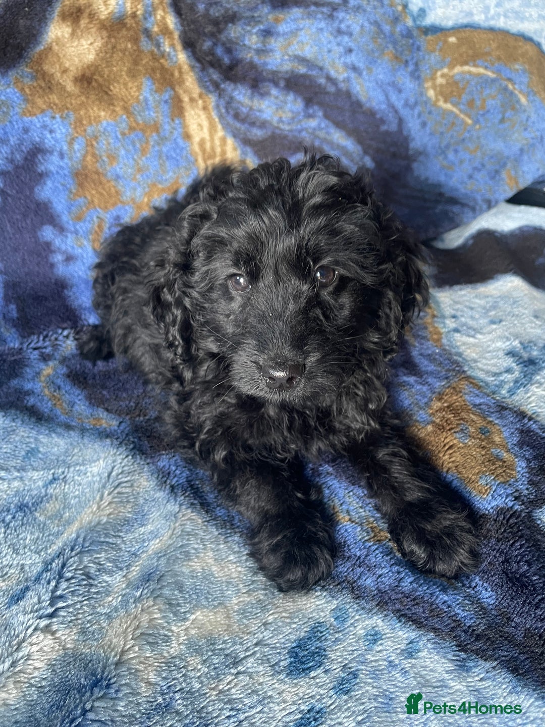 Labradoodle dogs for sale: miniature labradoodle puppies - Image 7