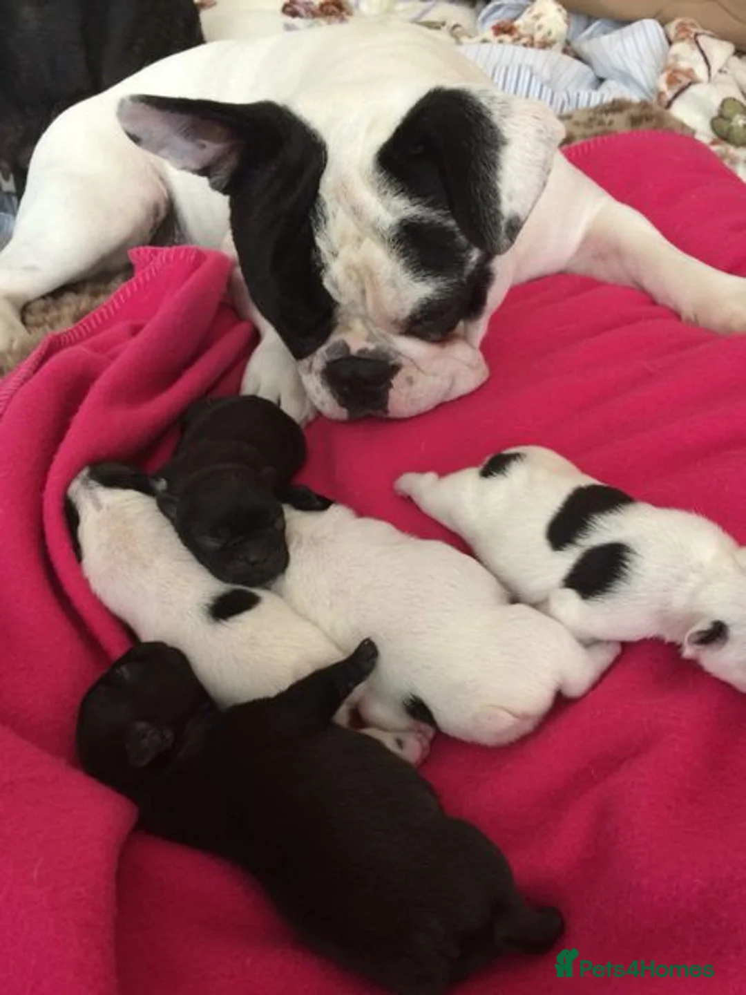 French Bulldog dogs for sale: Beautiful frenchie girl - Advert 9