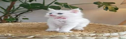 Maine Coon cats for sale: Exceptional Russian Line Maine coons - Advert 5