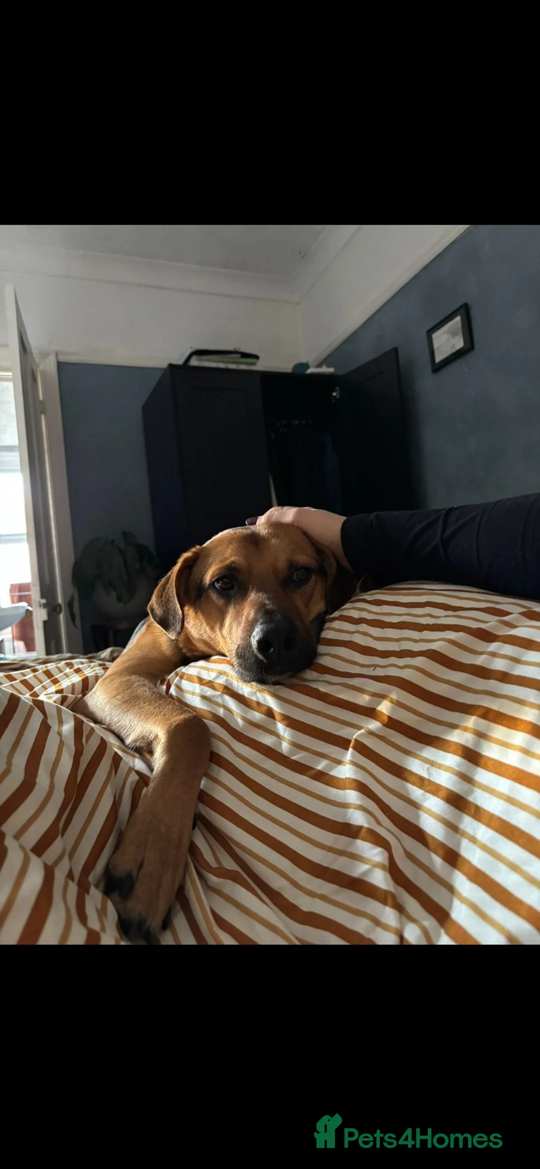 Mixed Breed dogs for sale: Amazing GSD mix for loving home - Advert 4