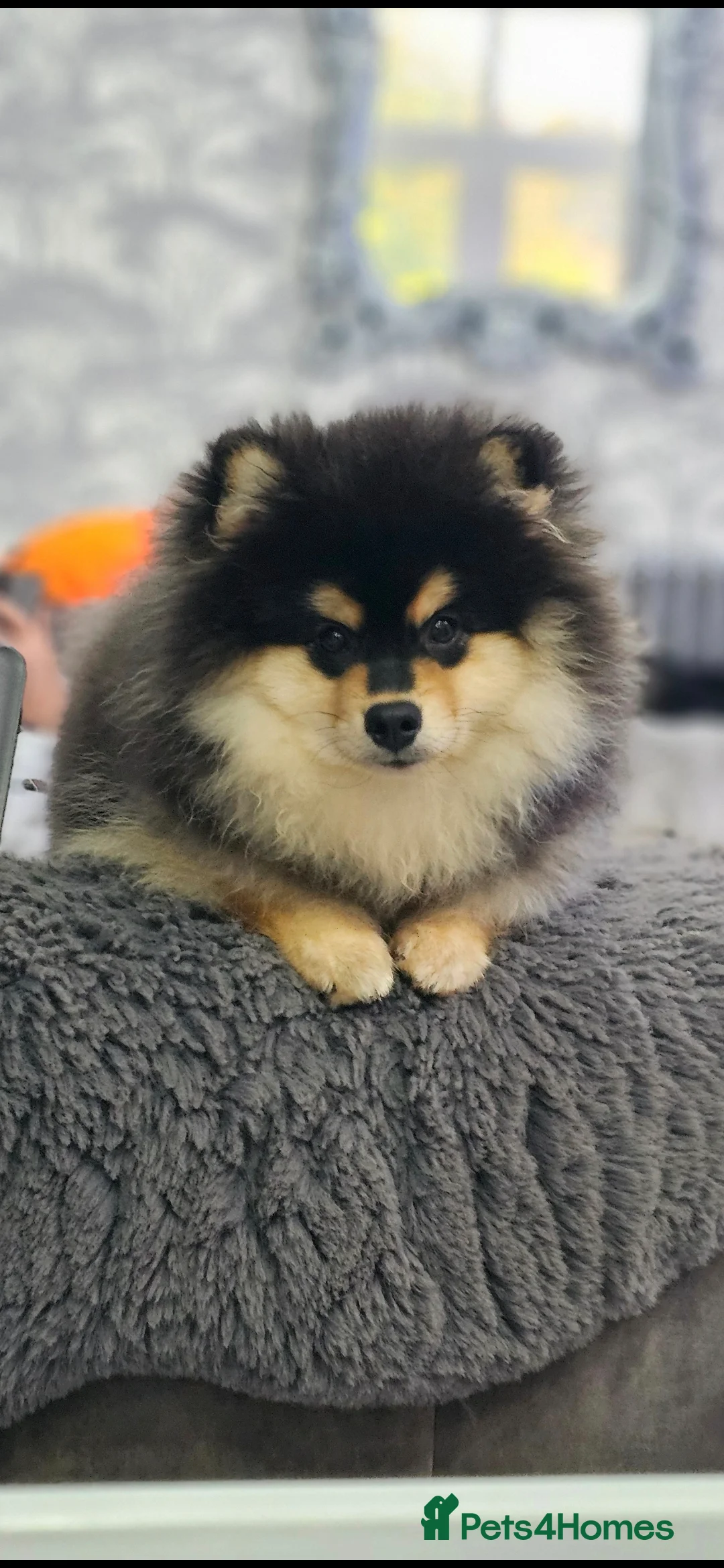 Pomsky dogs for sale: Batman F3 Pomsky boy  - Advert 20