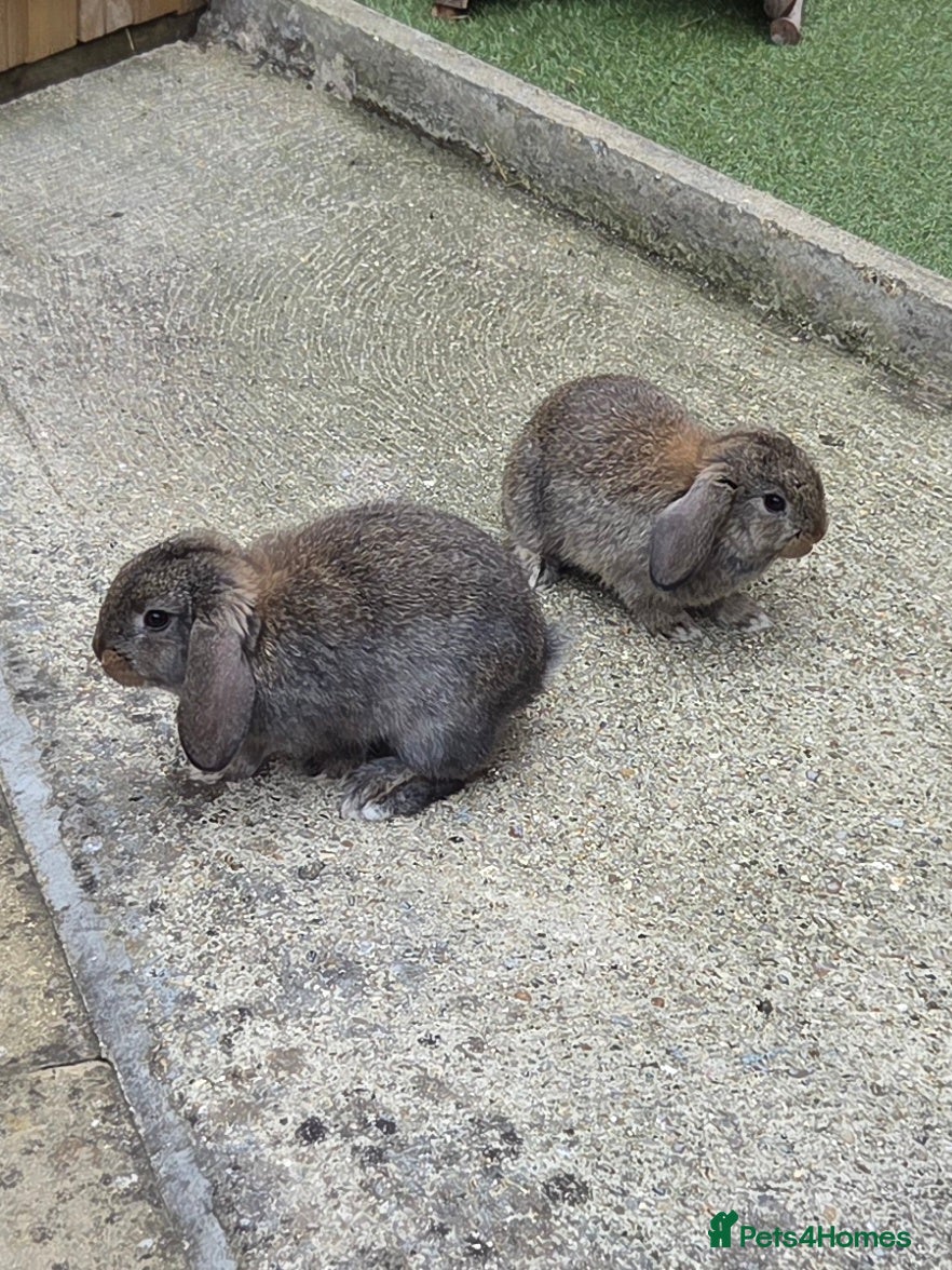 Mini Lop rabbits 2 gorgeous mini lop bunnies - Advert 2
